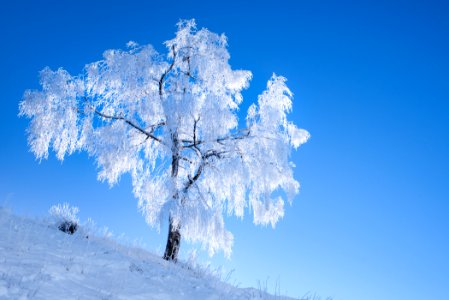White Tree
