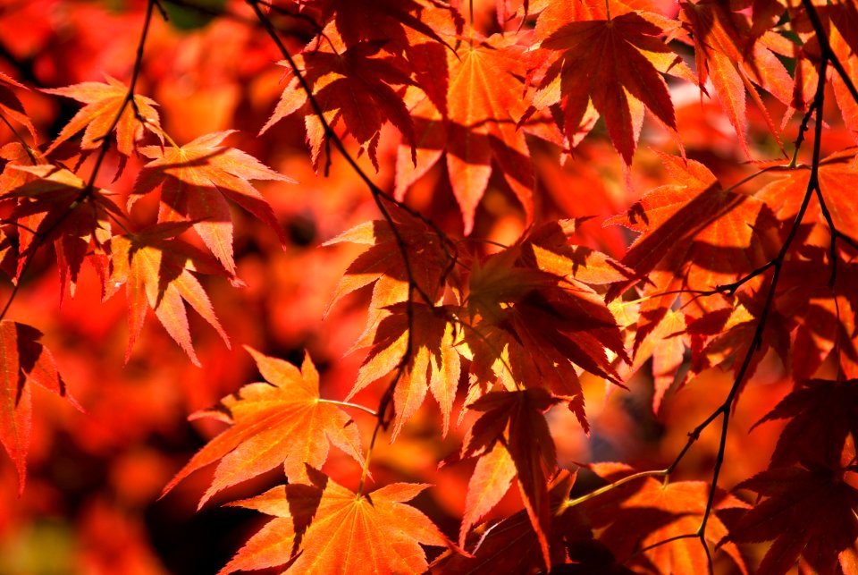 Colors of Autumn