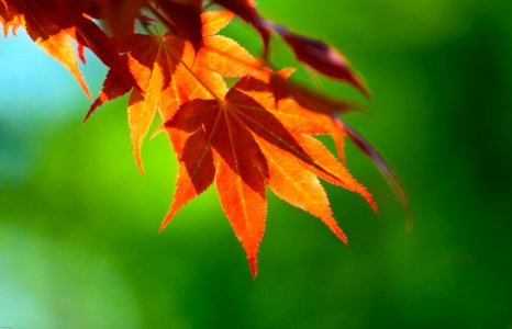 Hanging Leaves photo