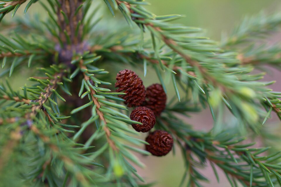 Young beautiful cones