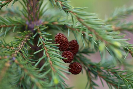 Young beautiful cones