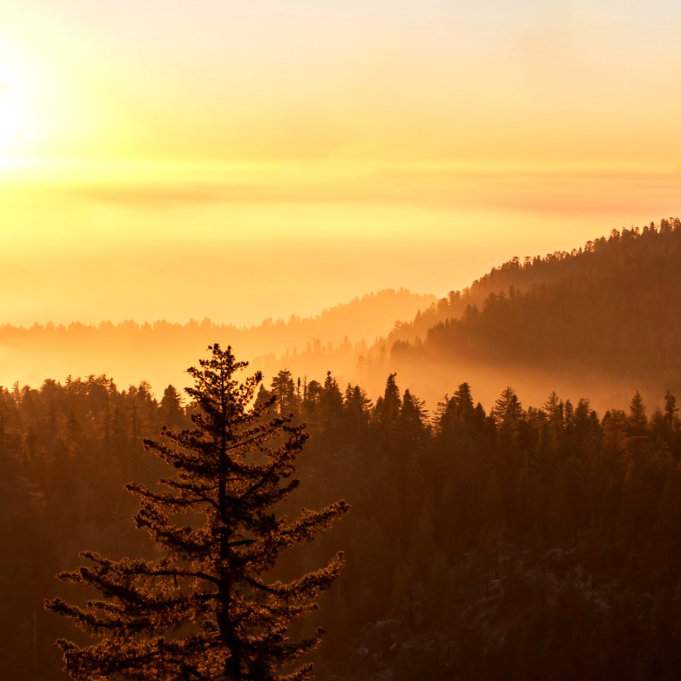 Golden Fog