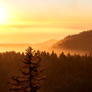 Golden Fog