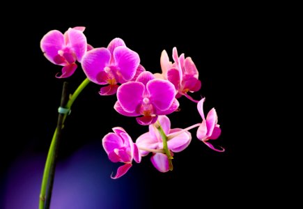 Orchid and Light