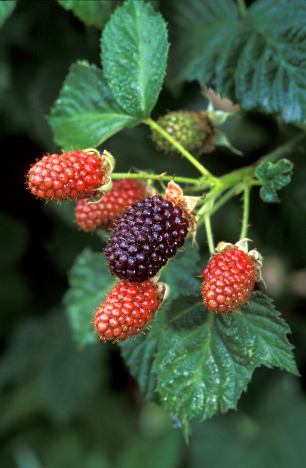 Fresh berry raw