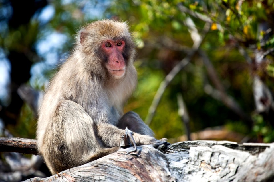 Sitting on a branch