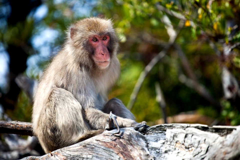 Sitting on a branch photo