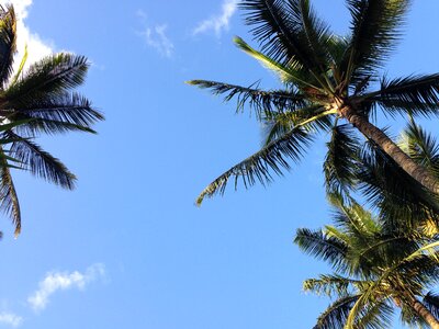 Palm tree sky photo