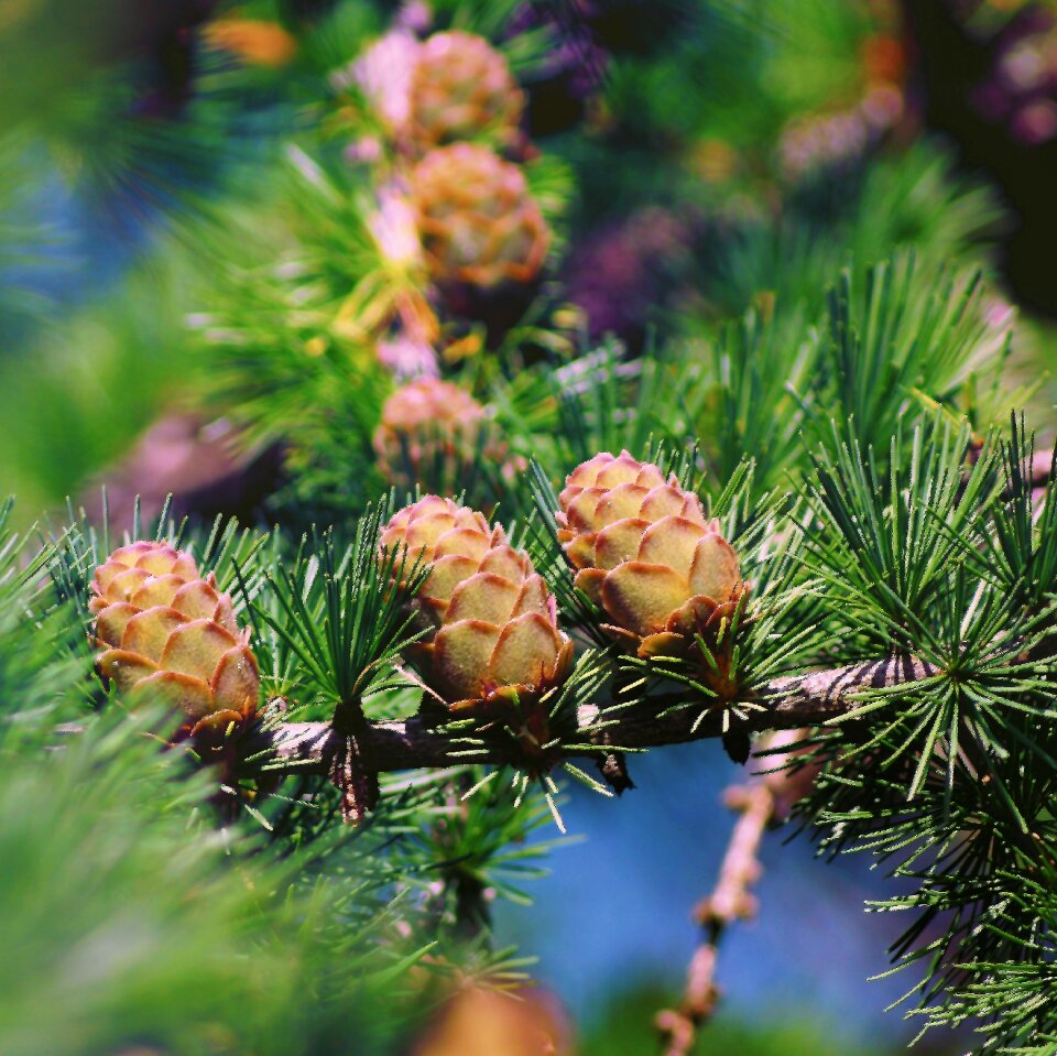 Larch needles needles coniferous trees