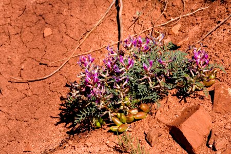 Astragalus crassicarpus