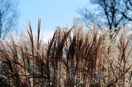 Nature silvery garden
