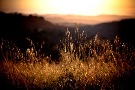 Golden Grass photo