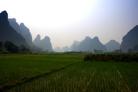 Rice Fields photo