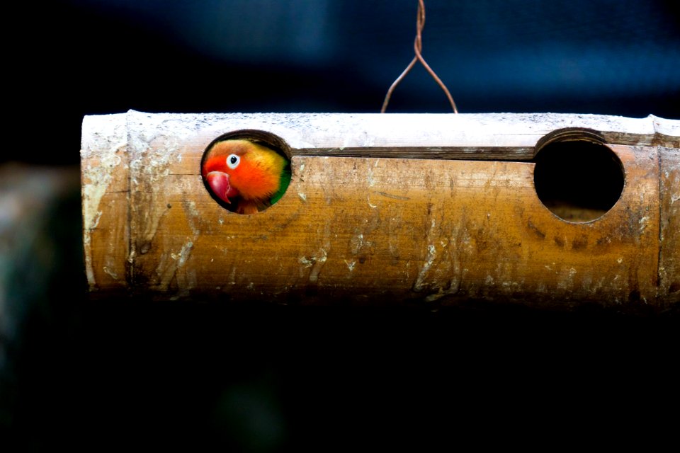 Peeking Out