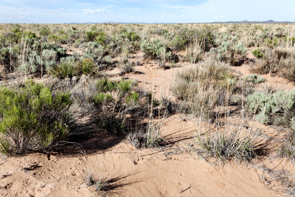 East edge of Bosque del Apache NWR