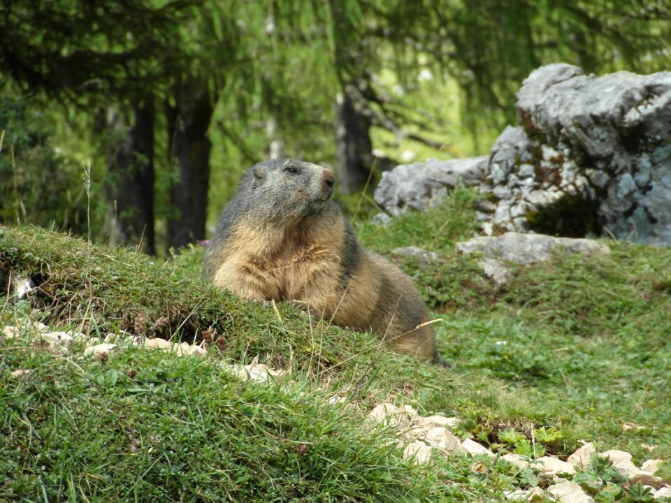 Alpine marmot rock close up