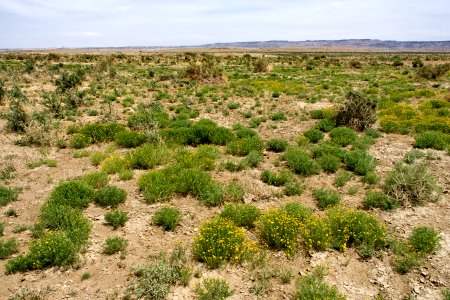 Near Figueredo Wash photo