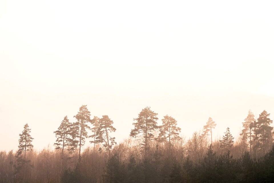 Mist forest silhouettes