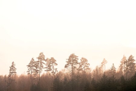 Mist forest silhouettes photo
