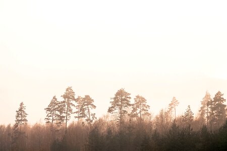 Mist forest silhouettes