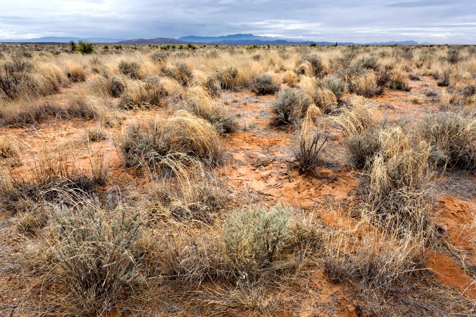 Northern Jornada Plain