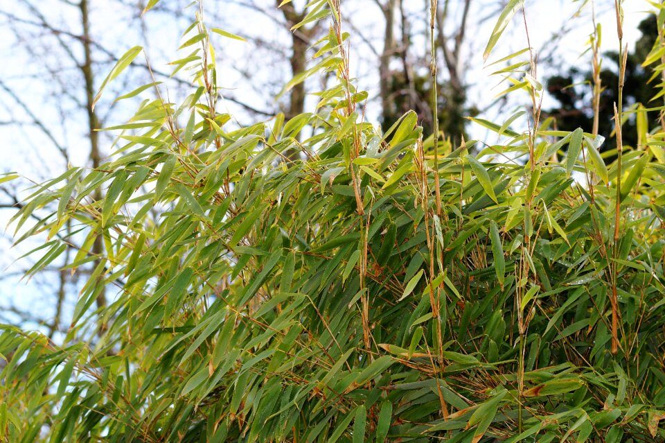Evergreen nature plant