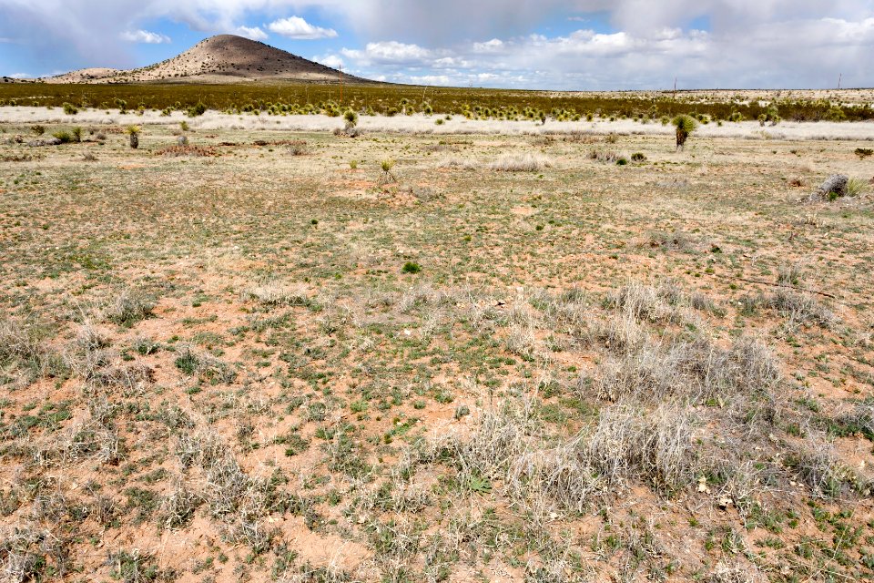 Near Burro Cienega