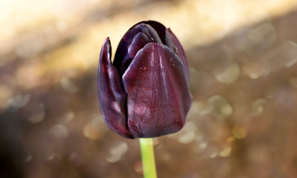 Bloom purple schnittblume