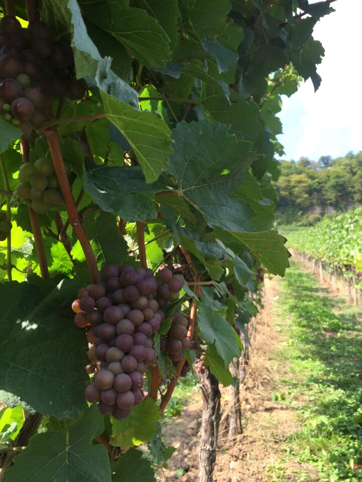 Vineyard fields wine making