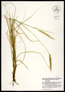 Elymus trachycaulus