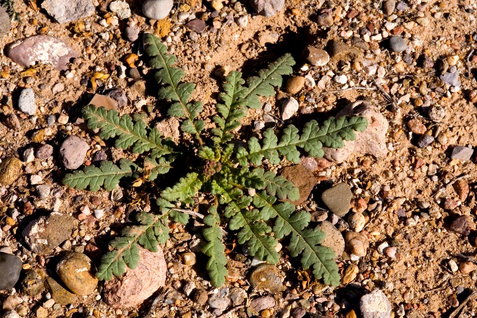 Phacelia integrifolia var. integrifolia