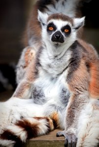 Lemur photo