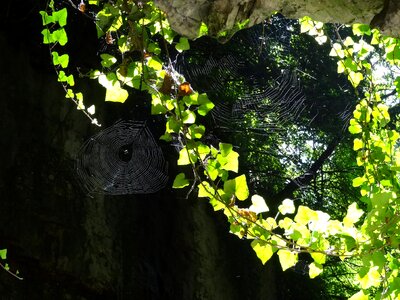Rock cobweb nature
