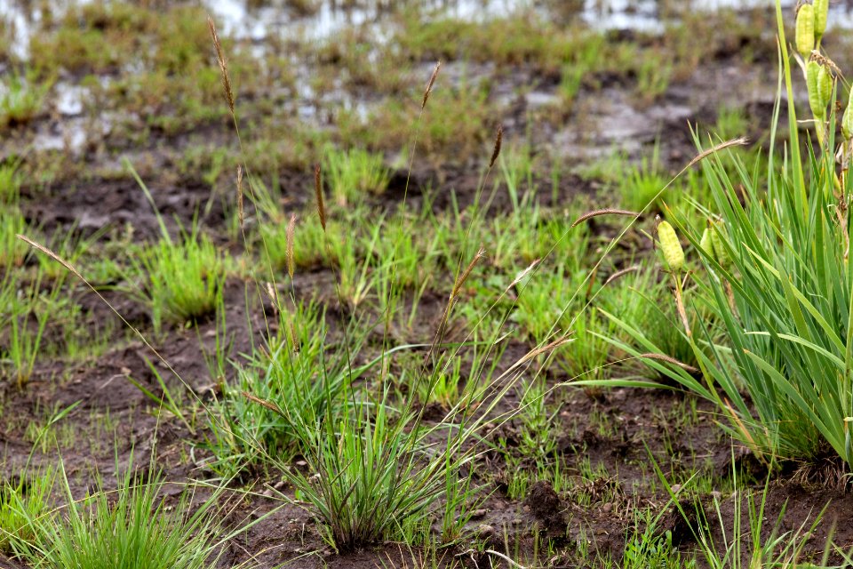Elymus trachycaulus subsp. subsecundus