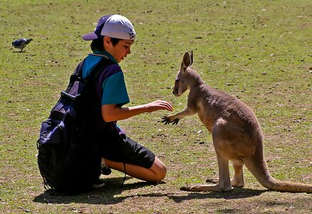 Schoolboy wallaby kangaroo