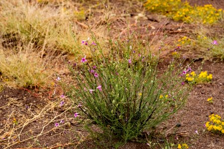Penstemon thurberi