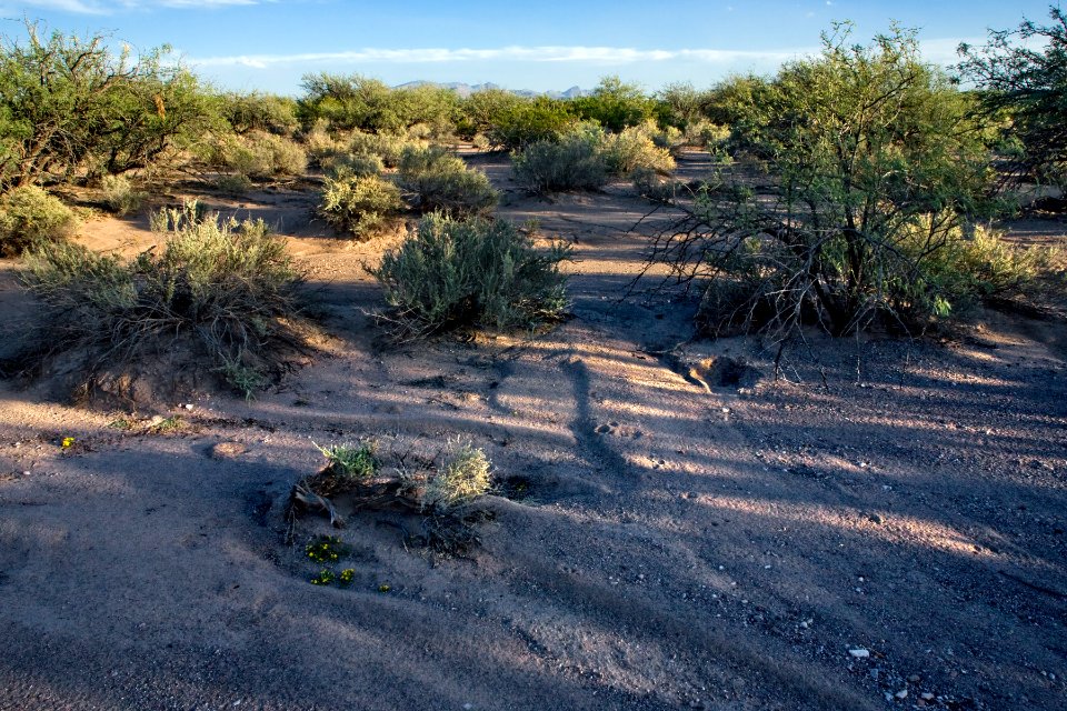 Near the San Simon River