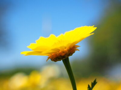 Bloom yellow glebionis coronarian
