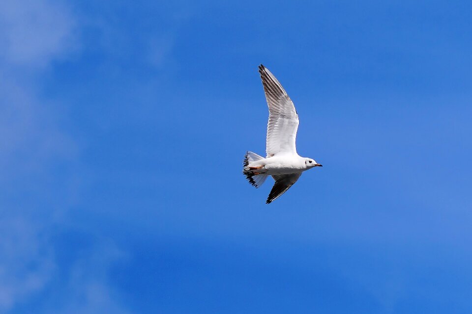Bird mood animal