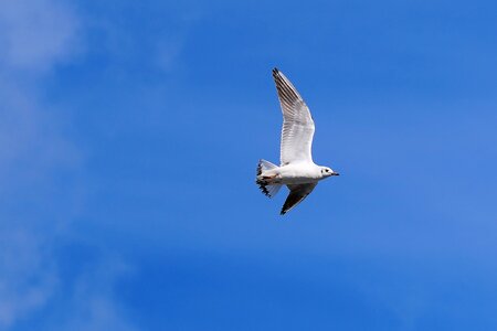 Bird mood animal
