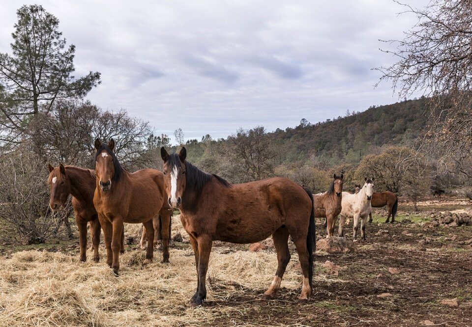Ranch animal livestock