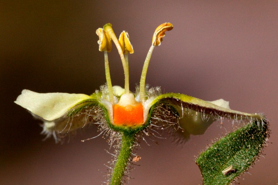 Chamaesaracha sordida