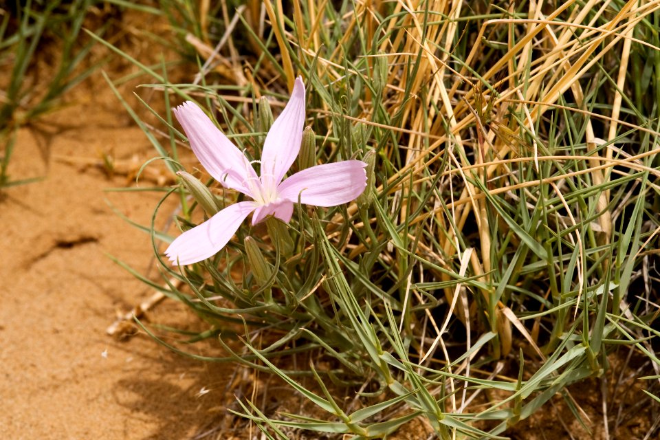 Lygodesmia grandiflora var. arizonica