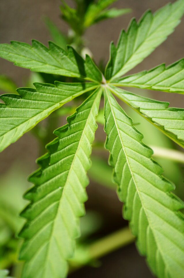 Leaf nature cannabis