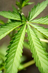 Leaf nature cannabis