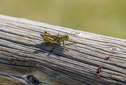 Wildlife small summer photo