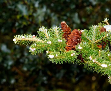 Winter evergreen tannenzweig
