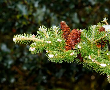 Winter evergreen tannenzweig photo