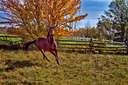 Horseback riding gallop trotter