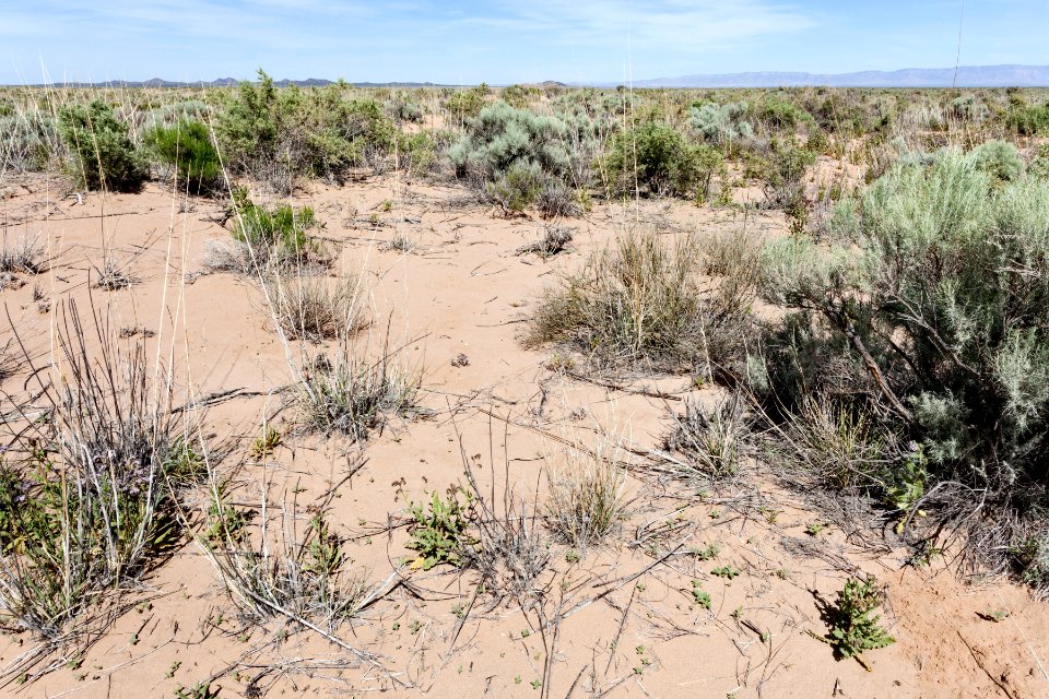 East edge of Bosque del Apache NWR